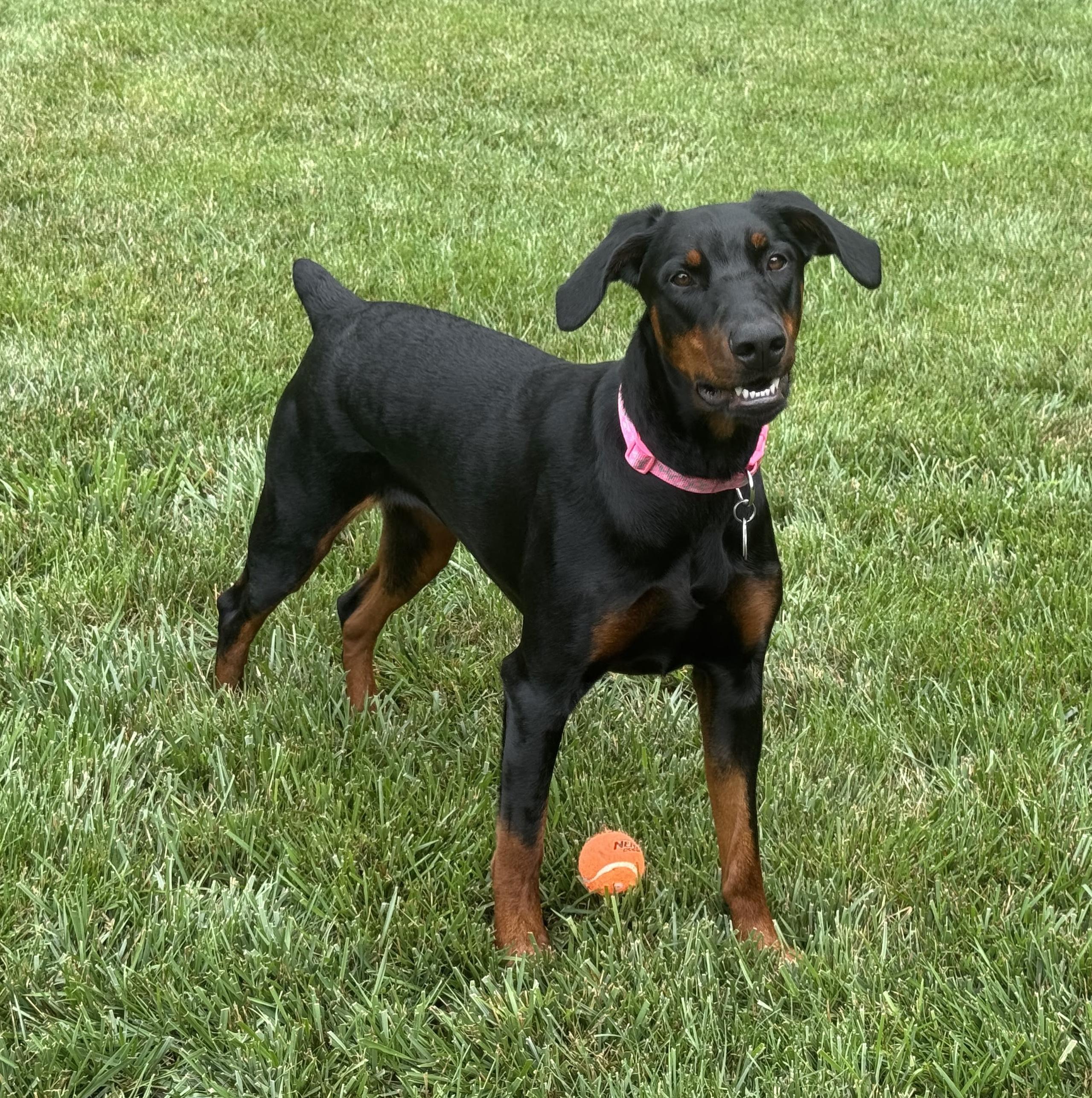 Daisy, an adopted Doberman Pinscher in Arlington, VA image 5/6