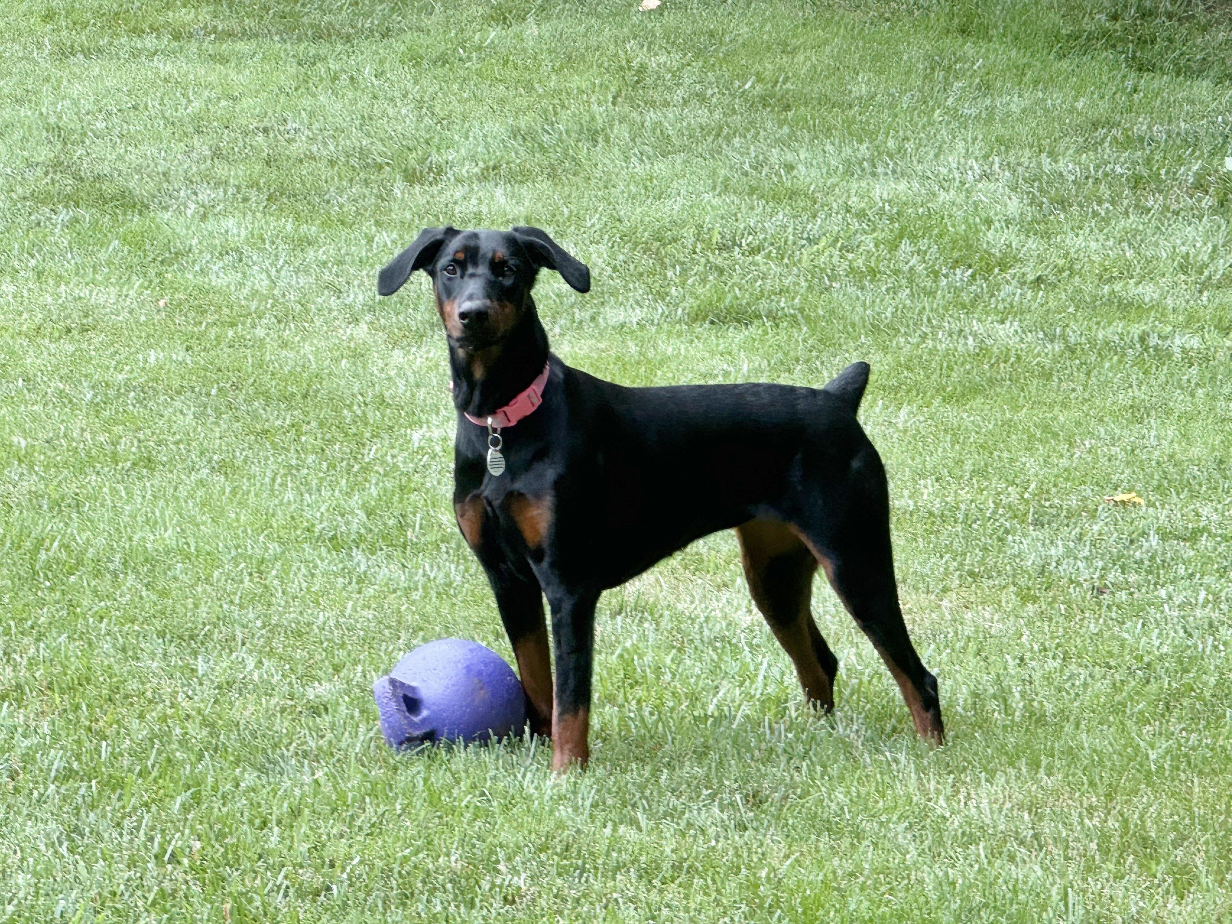 Daisy, an adopted Doberman Pinscher in Arlington, VA image 1/6