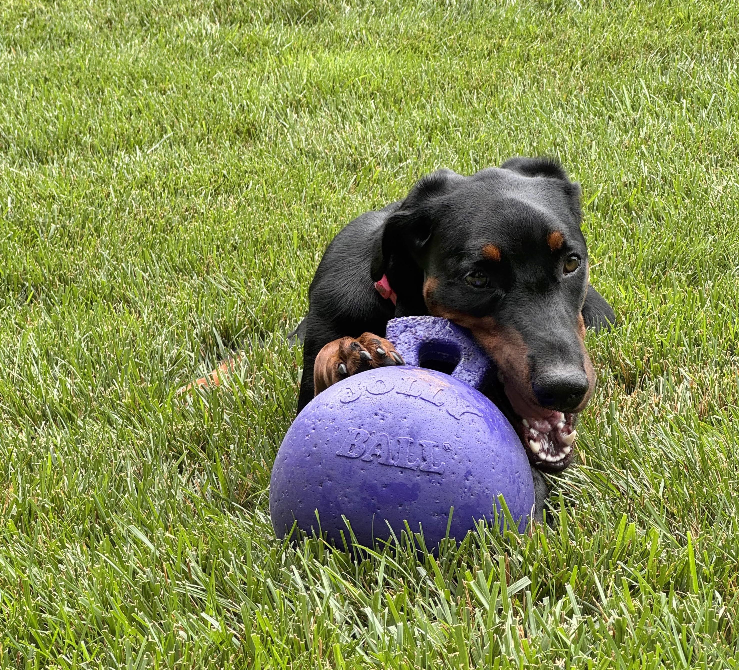 Daisy, an adopted Doberman Pinscher in Arlington, VA image 2/6