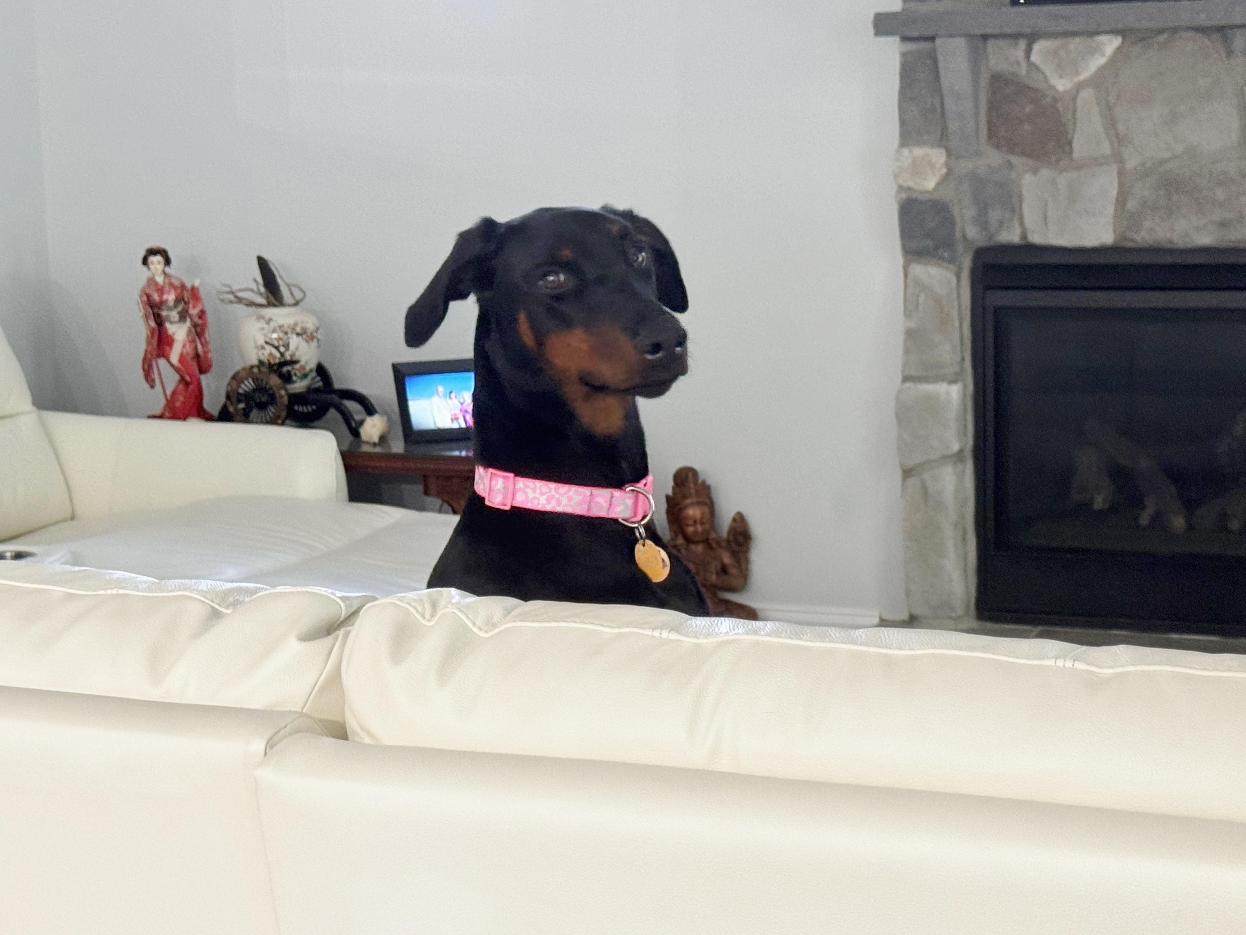 Daisy, an adopted Doberman Pinscher in Arlington, VA image 4/6