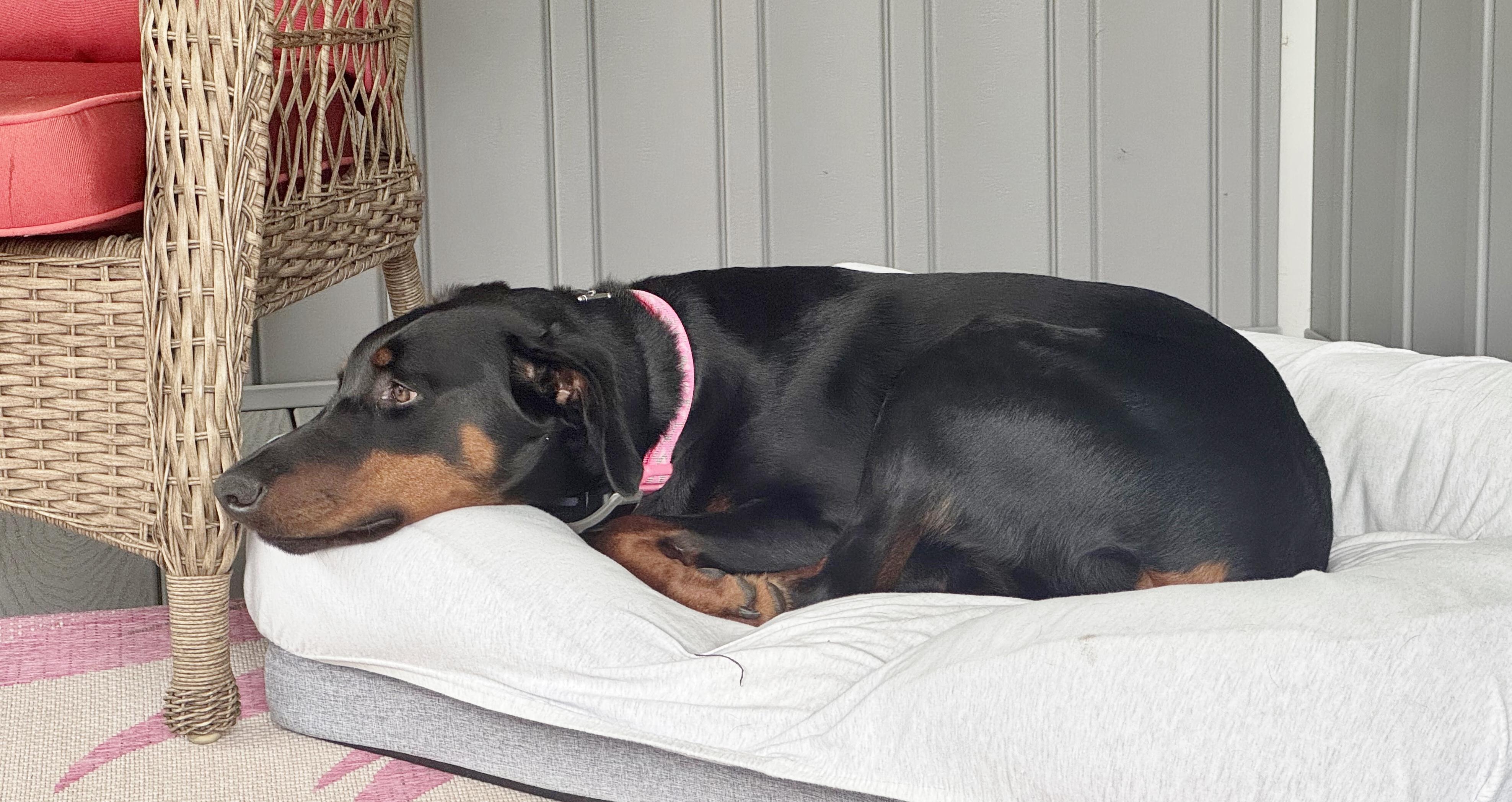 Daisy, an adopted Doberman Pinscher in Arlington, VA image 6/6