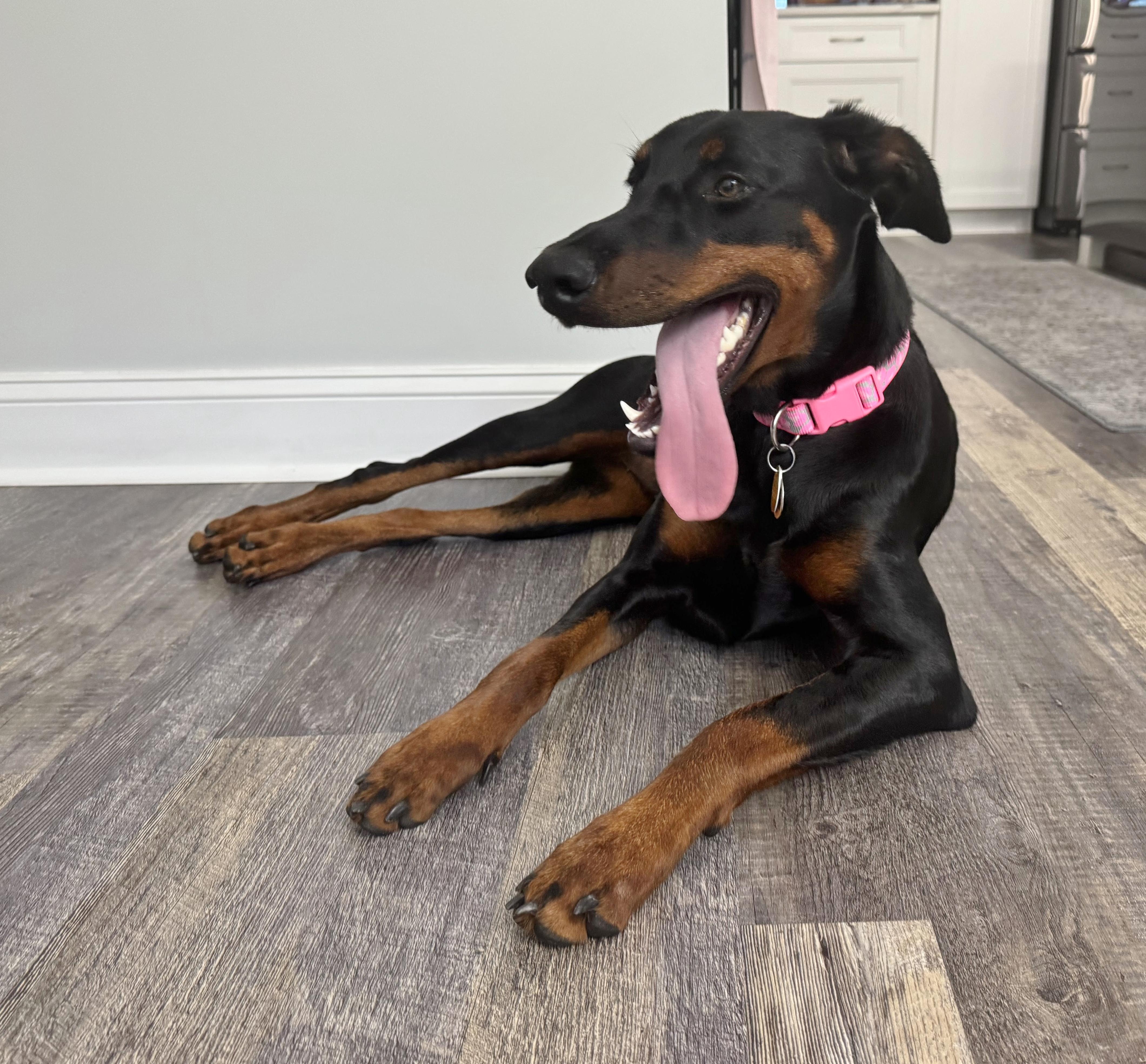 Daisy, an adopted Doberman Pinscher in Arlington, VA image 3/6