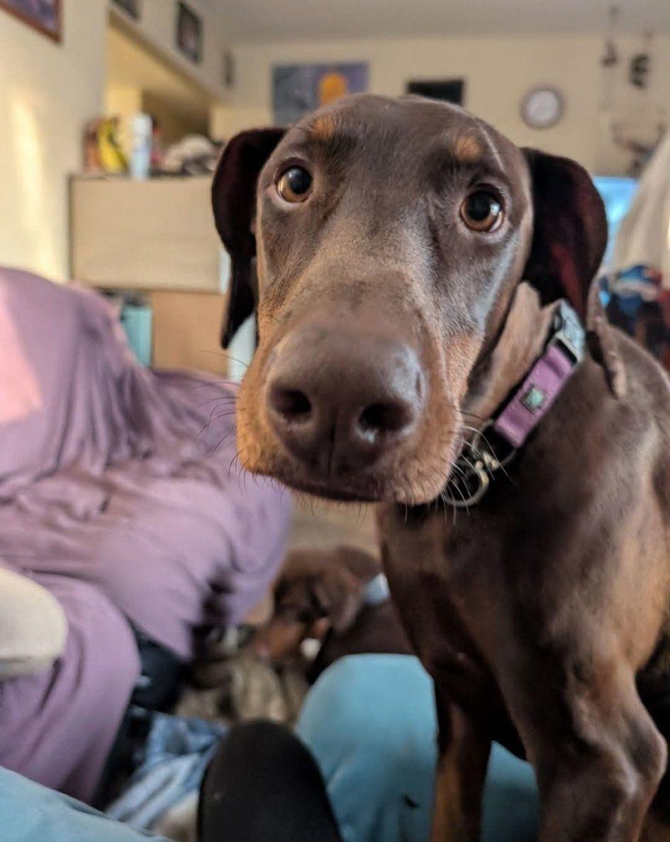 Enlarge Dragon, a Adoptable Doberman Pinscher in Buffalo, MN image 1/3