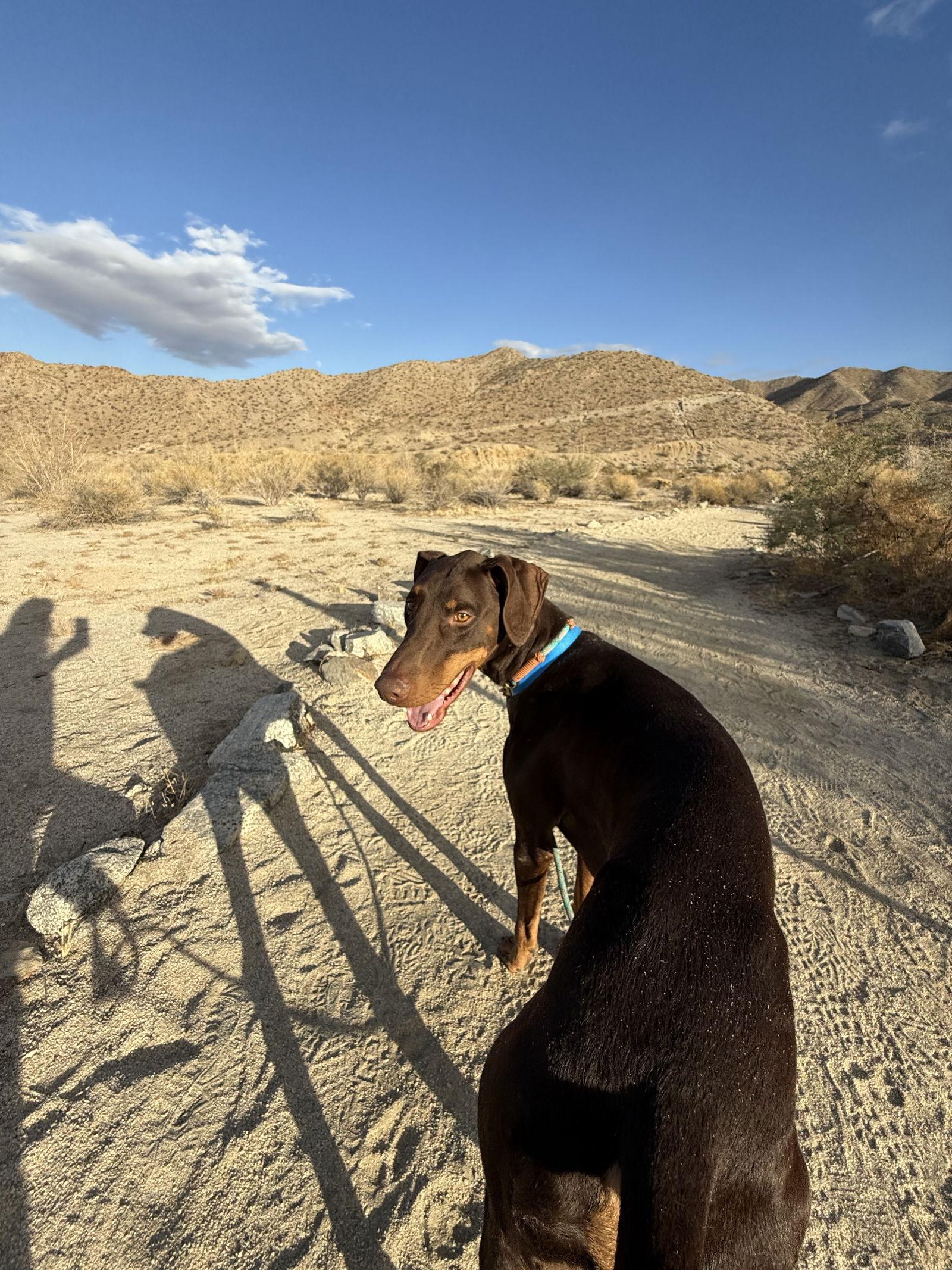 Dragon, Adoptable, Adult Male Doberman Pinscher.