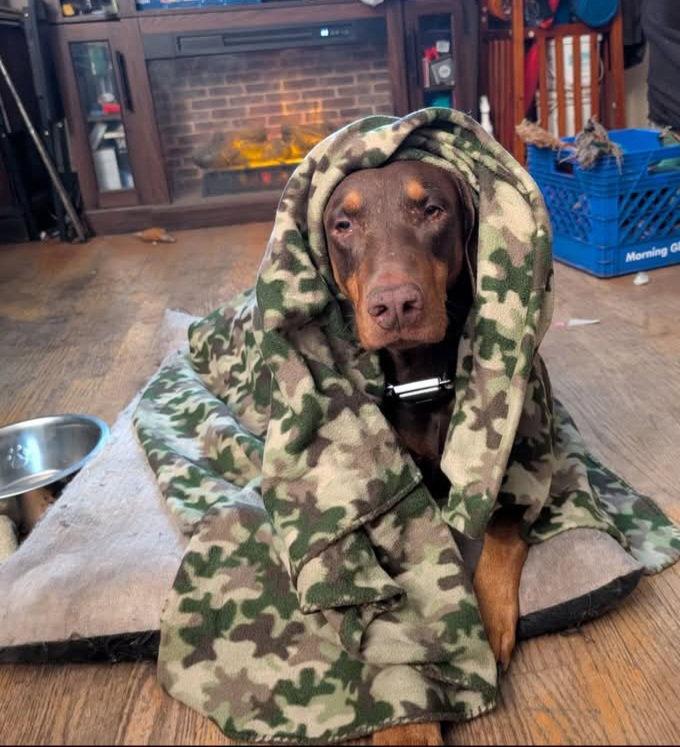 Dragon, a Adoptable Doberman Pinscher in Buffalo, MN image 3/3