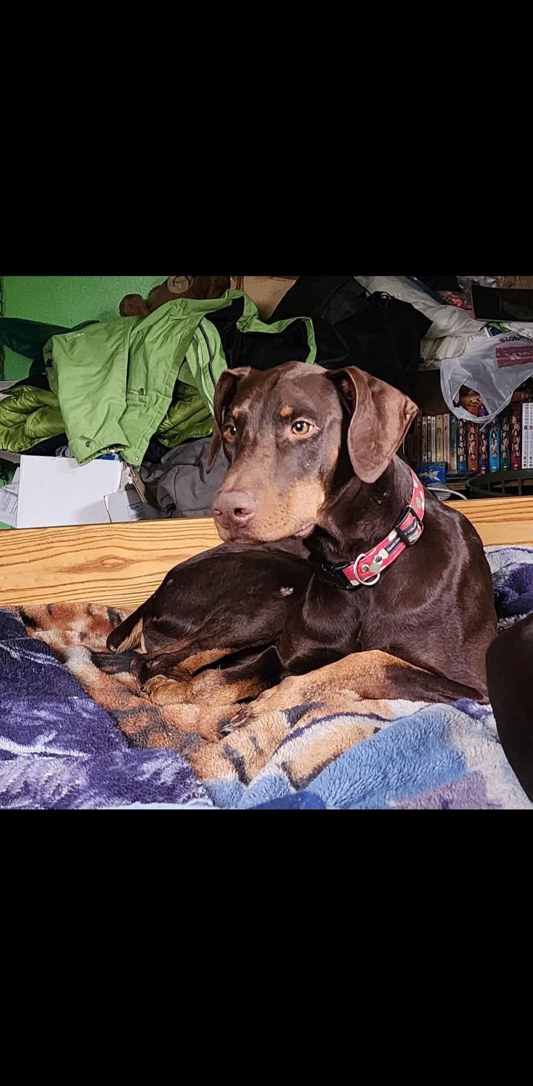 Dragon, a Adoptable Doberman Pinscher in Buffalo, MN image 3/3