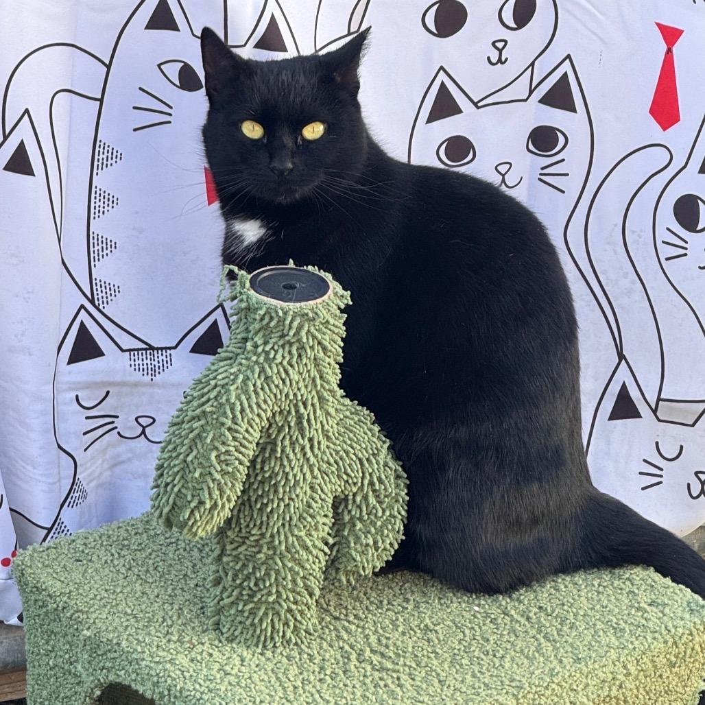 Mother Boo, a Adoptable Domestic Short Hair in San Pablo, CA image 2/6