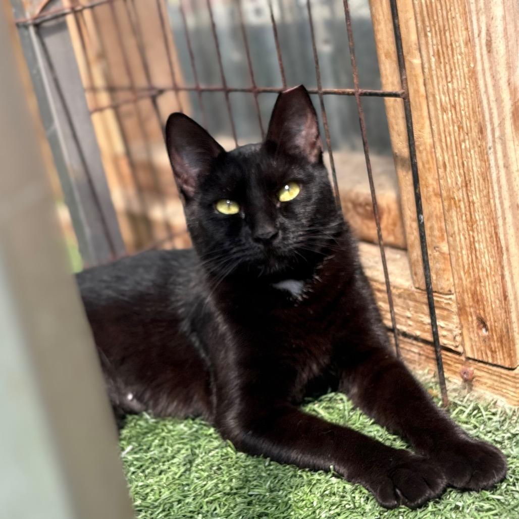 Mother Boo, a Adoptable Domestic Short Hair in San Pablo, CA image 3/6