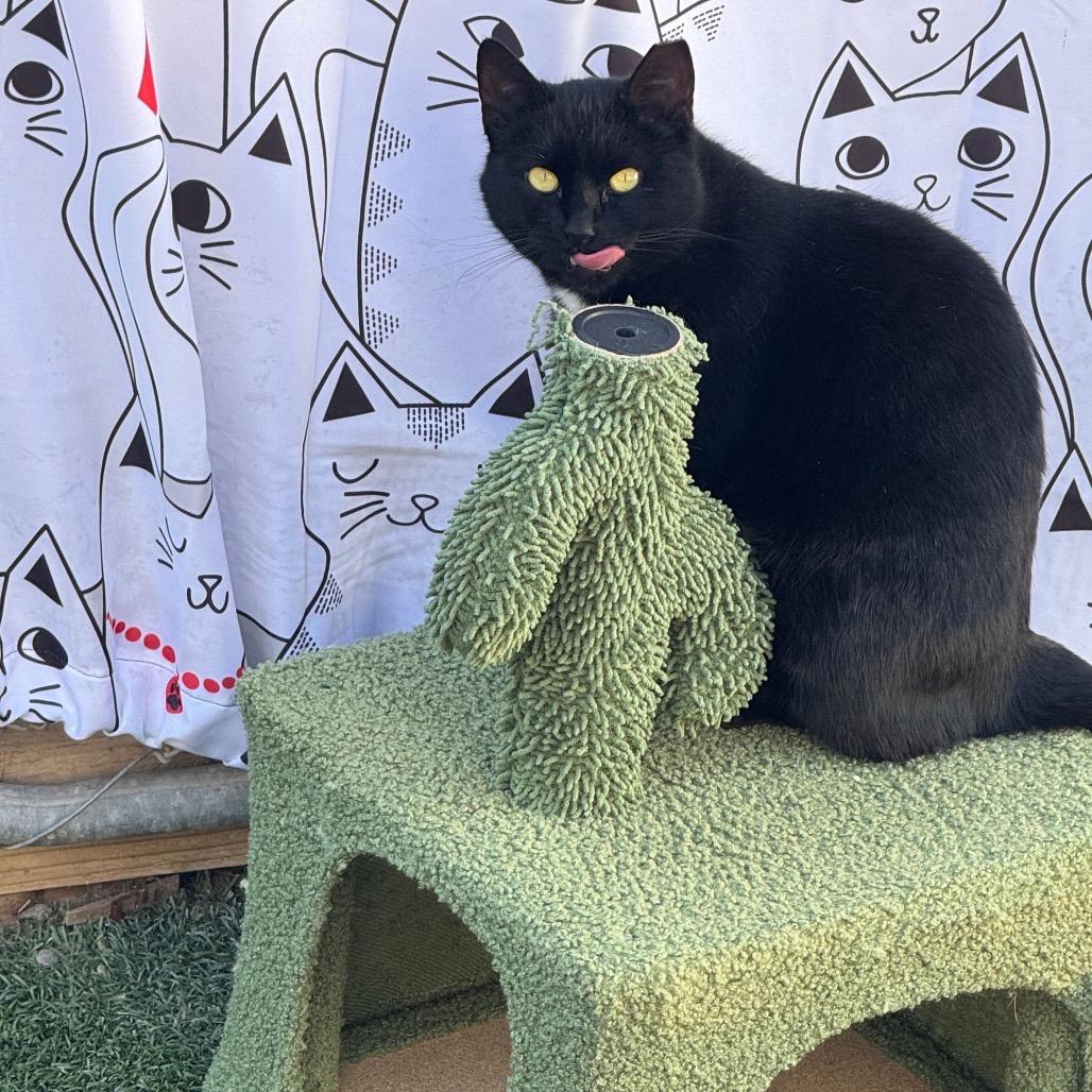 Mother Boo, a Adoptable Domestic Short Hair in San Pablo, CA image 4/6