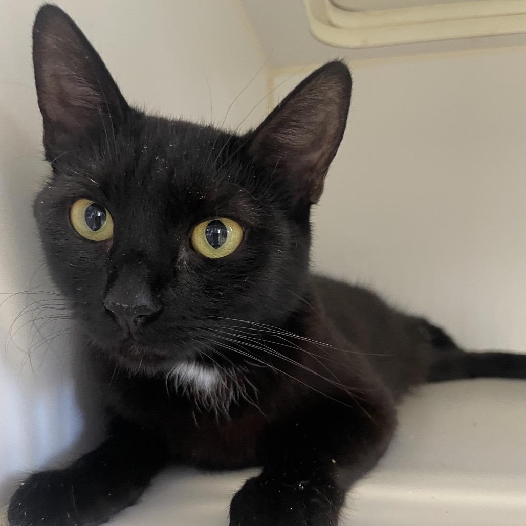 Mother Boo, a Adoptable Domestic Short Hair in San Pablo, CA image 5/6