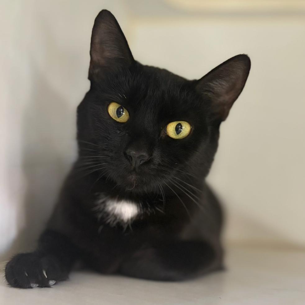 Mother Boo, a Adoptable Domestic Short Hair in San Pablo, CA image 6/6