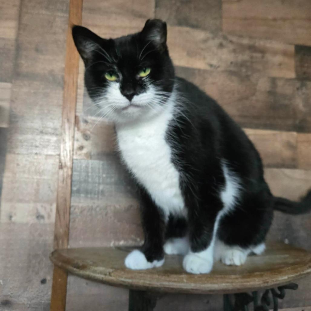 Mittens, Adoptable, Adult Female Domestic Short Hair.