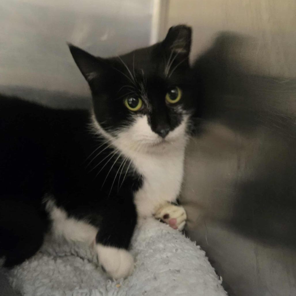 Enlarge Mittens, a Adoptable Domestic Short Hair in Newport, TN image 1/1