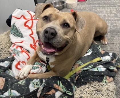 Marilyn, a Adoptable Mixed Breed in New Castle, DE image 1/2