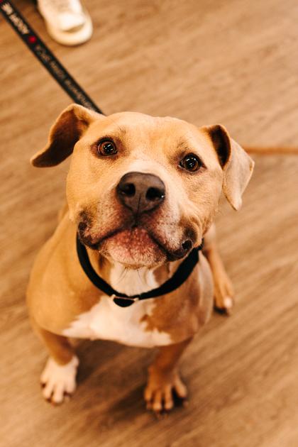 Enlarge Marilyn, a Adoptable Mixed Breed in New Castle, DE image 2/3