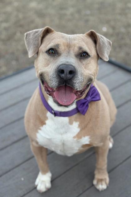 Enlarge Marilyn, a Adoptable Mixed Breed in New Castle, DE image 3/3