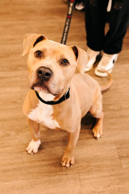 Enlarge Marilyn, a Adoptable Mixed Breed in New Castle, DE image 2/3