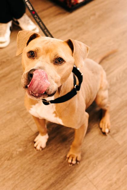 Enlarge Marilyn, a Adoptable Mixed Breed in New Castle, DE image 2/2