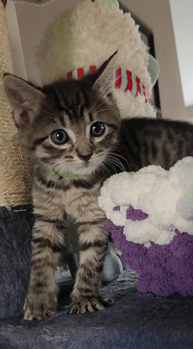 Blinky, an adoptable Tabby in Pasco, WA, 99301 | Photo Image 2