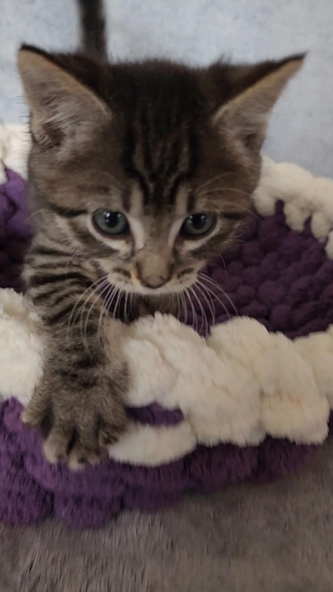 Blinky, an adoptable Tabby in Pasco, WA, 99301 | Photo Image 3