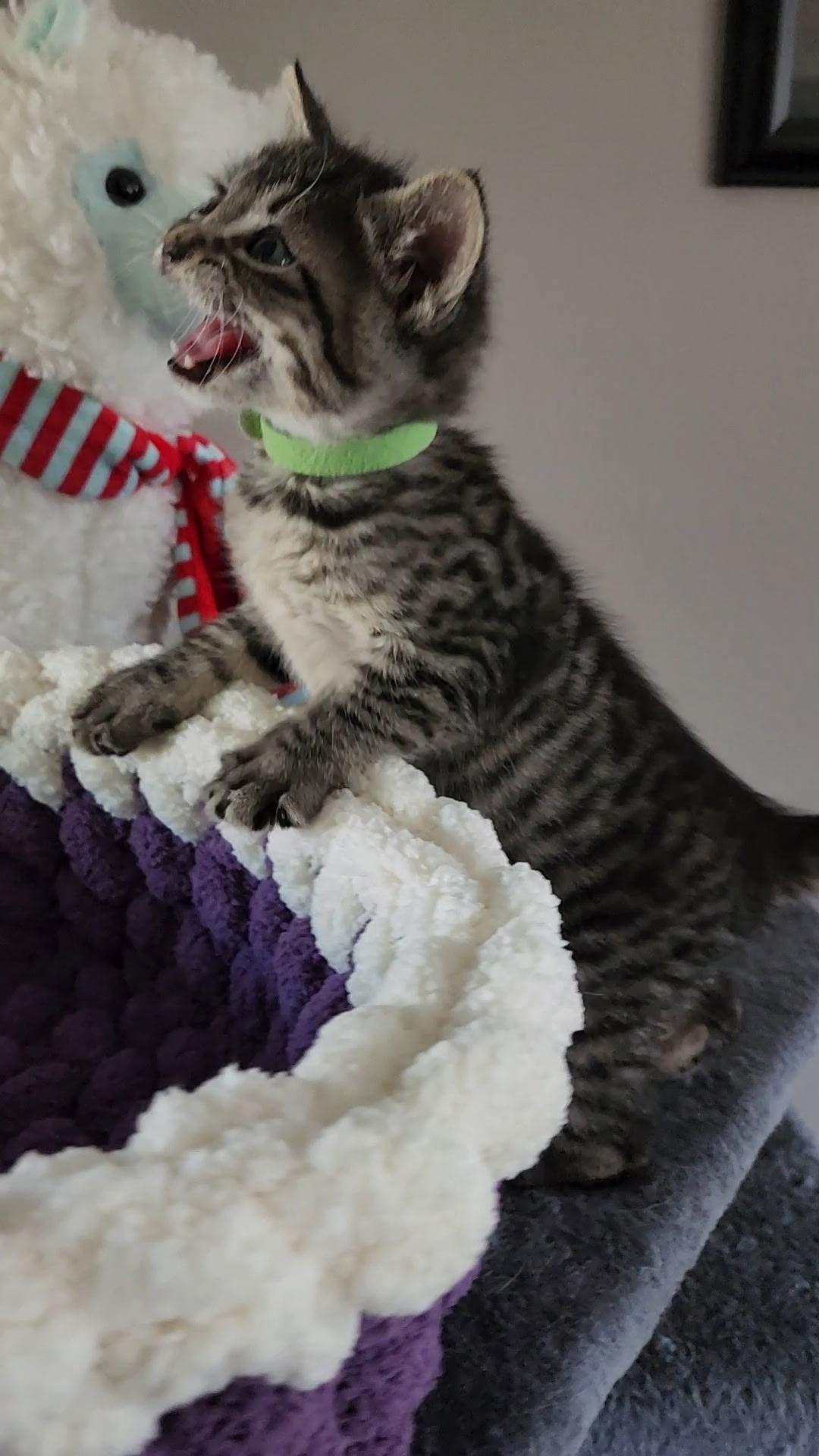 Blinky, an adoptable Tabby in Pasco, WA, 99301 | Photo Image 4
