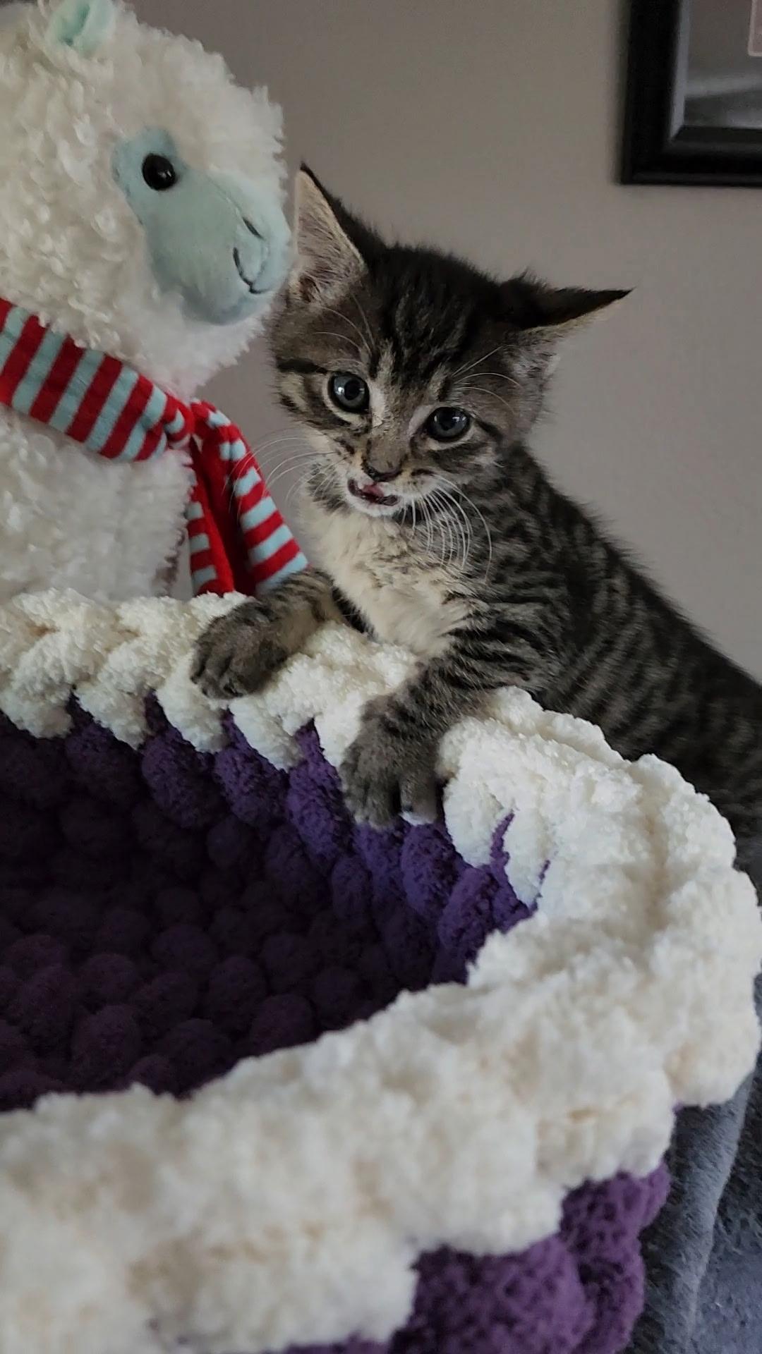 Blinky, an adoptable Tabby in Pasco, WA, 99301 | Photo Image 5