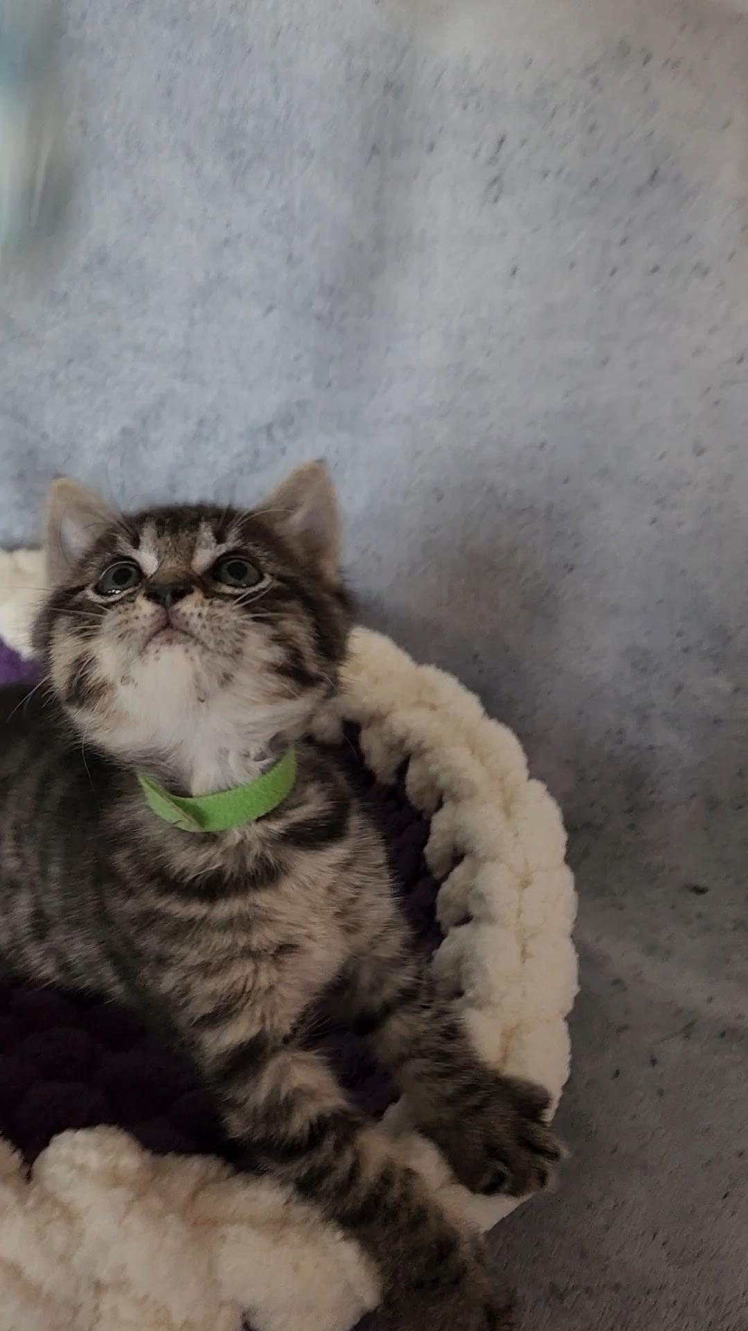 Blinky, an adoptable Tabby in Pasco, WA, 99301 | Photo Image 6