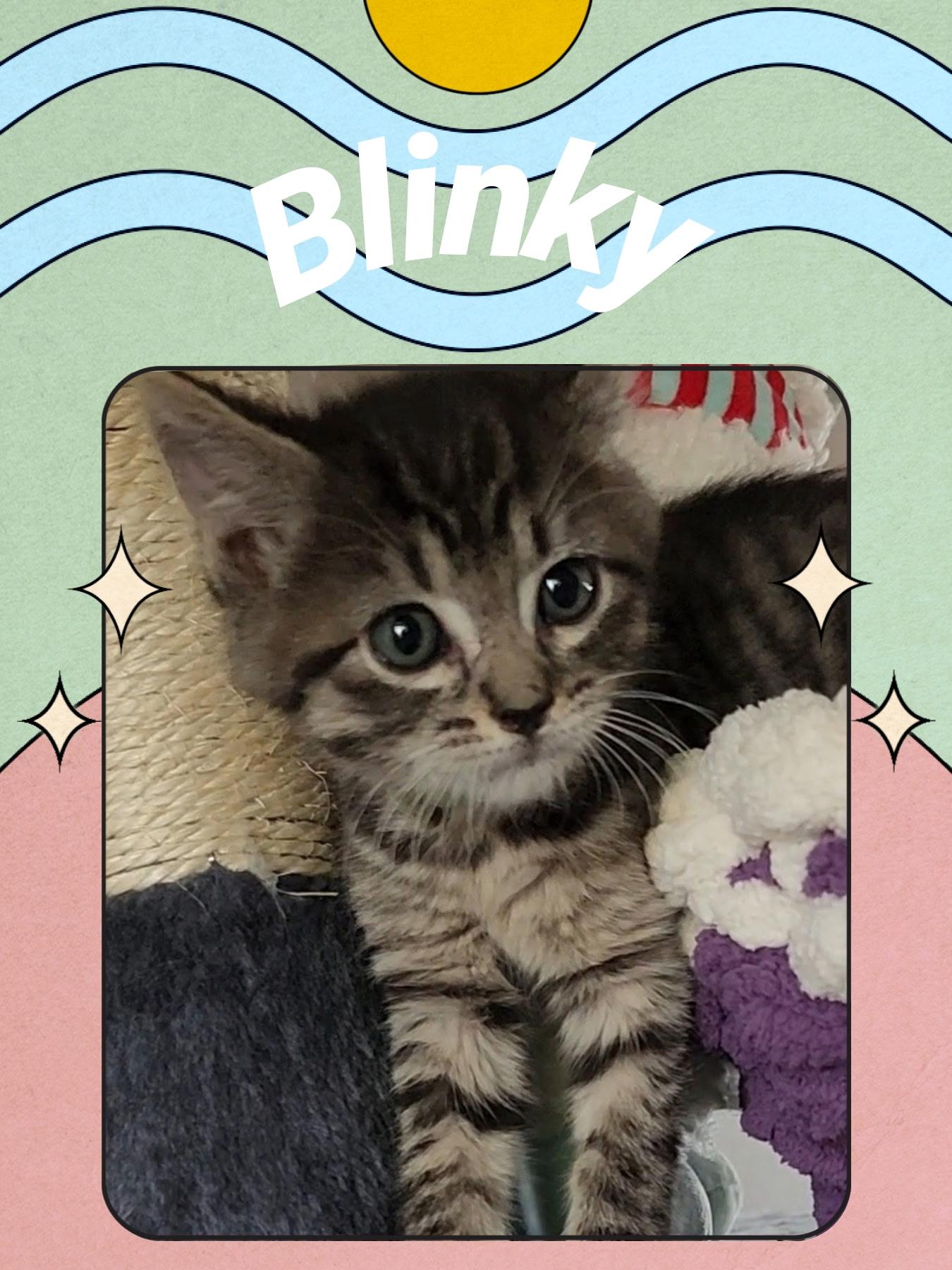 Blinky, an adoptable Tabby in Pasco, WA, 99301 | Photo Image 1