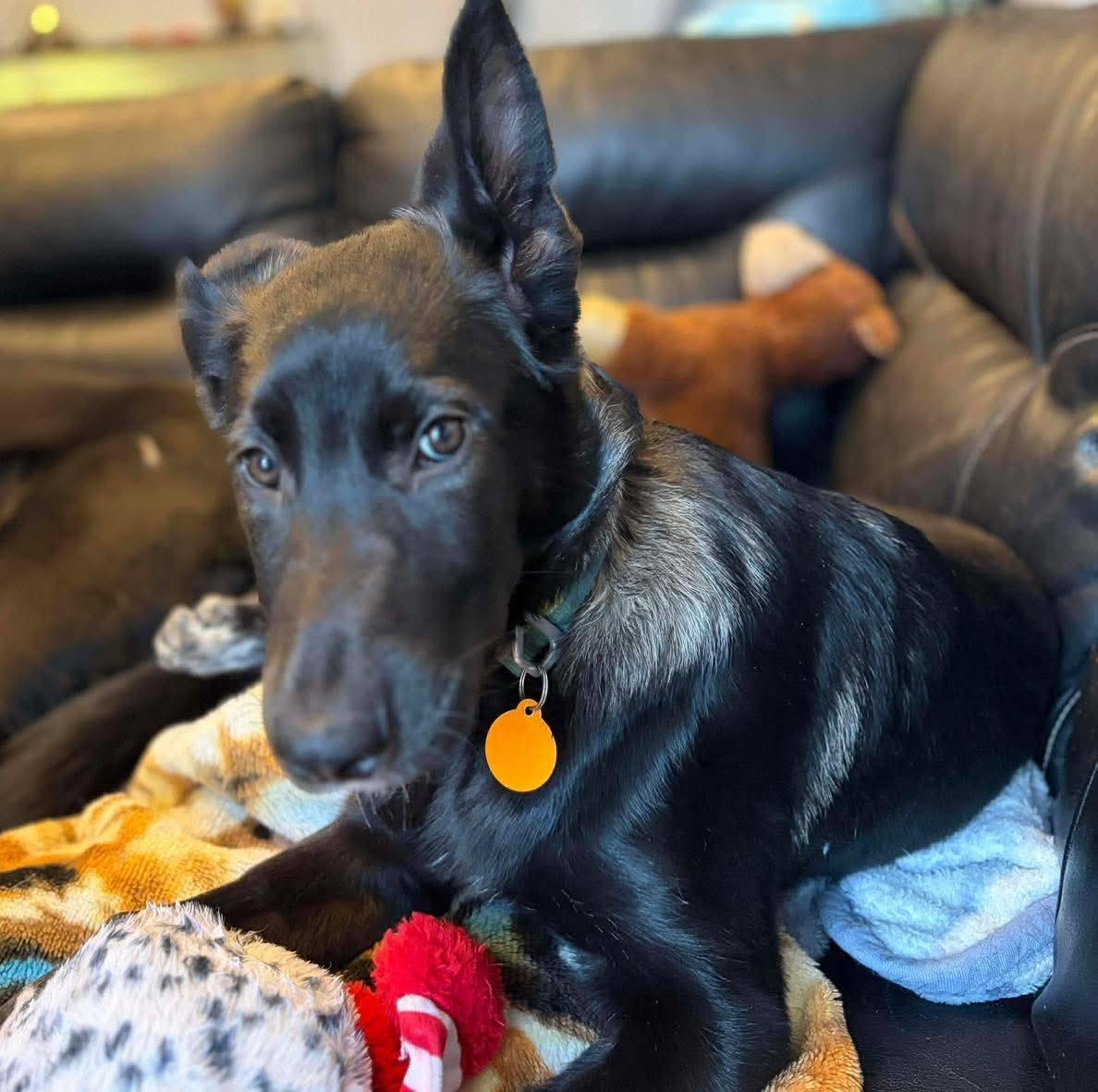 Molson, ADOPTABLE, Puppy Male German Shepherd Dog & Border Collie.