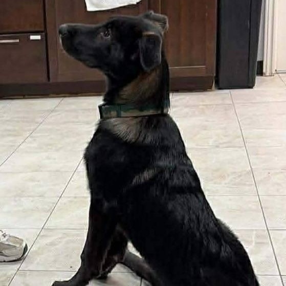 Molson, a ADOPTABLE mixed breed in St Thomas, ON image 2/3