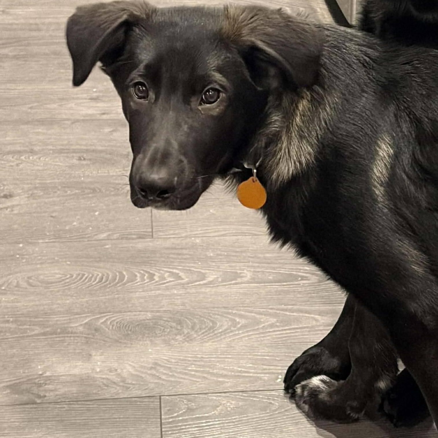 Molson, a ADOPTABLE mixed breed in St Thomas, ON image 3/3