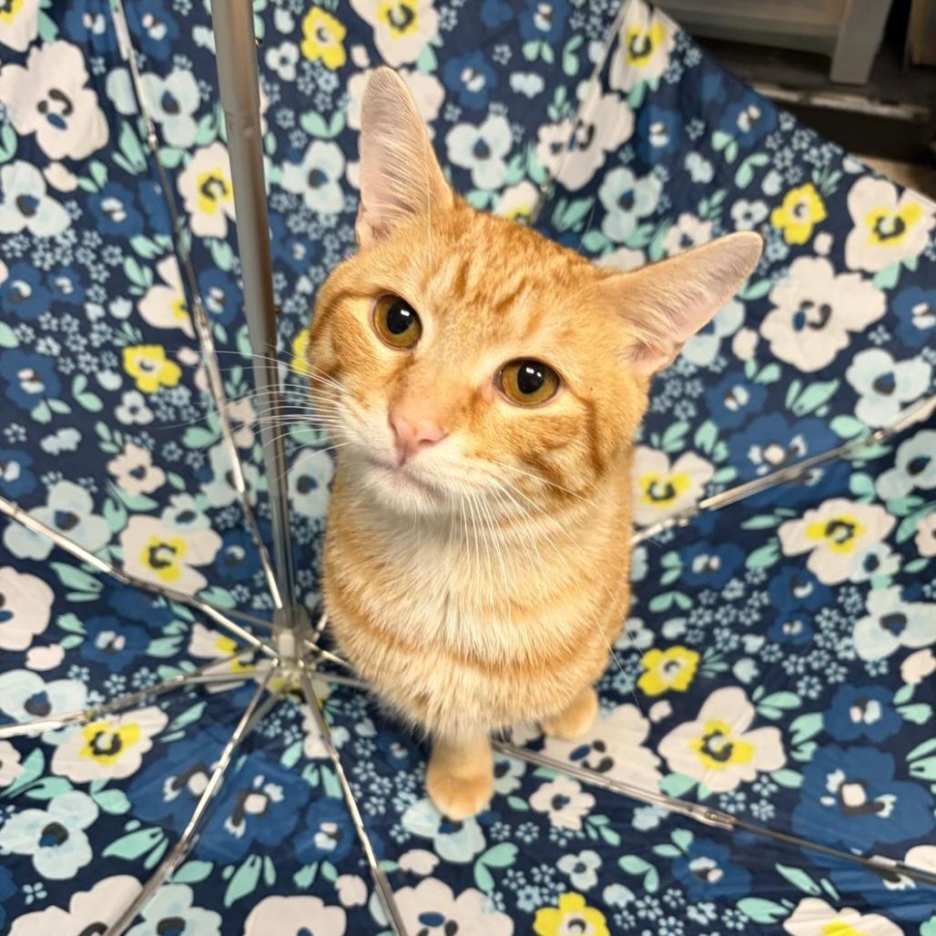 Enlarge Stilton, a Adoptable Domestic Short Hair in Downers Grove, IL image 1/3