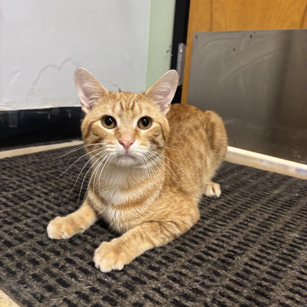 Enlarge Stilton, a Adoptable Domestic Short Hair in Downers Grove, IL image 2/3