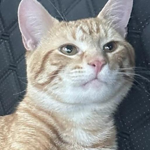 Enlarge Stilton, a Adoptable Domestic Short Hair in Downers Grove, IL image 3/3