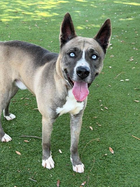 FOREST, Adoptable, Young Male Siberian Husky & Mixed Breed.