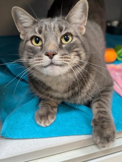 Dio, Adoptable, Adult Male Domestic Short Hair & Domestic Short Hair.