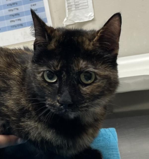 Enlarge Sandy Cakes, a Adoptable mixed breed in El Cajon, CA image 1/1