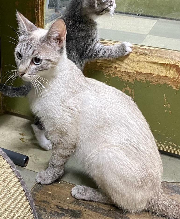 Sylvie (very friendly)