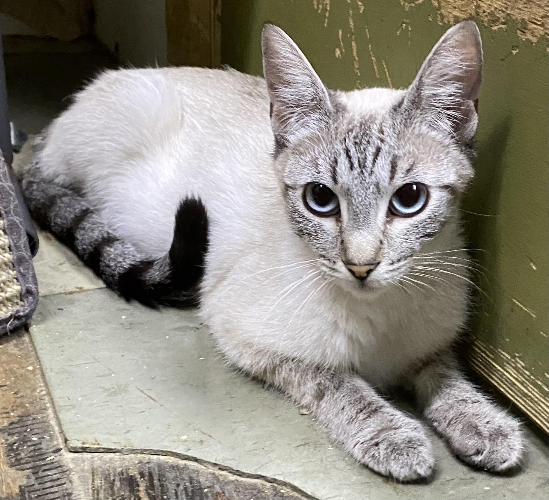 Sylvie (very friendly)