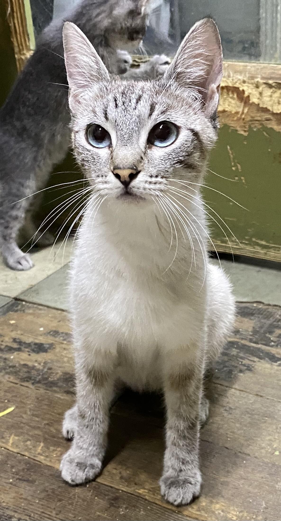 Sylvie (very friendly)