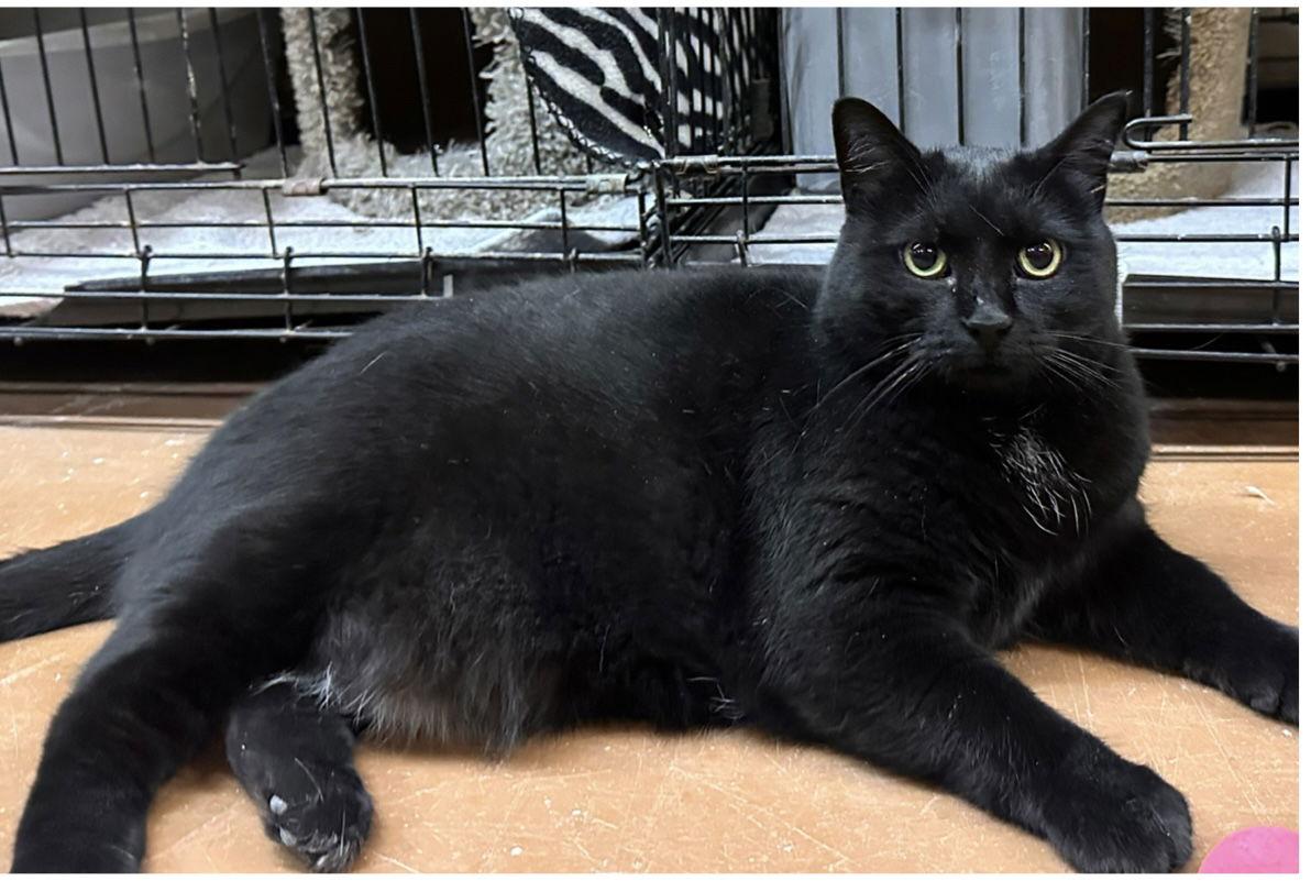 Scarlett, Adoptable, Young Female Domestic Short Hair.