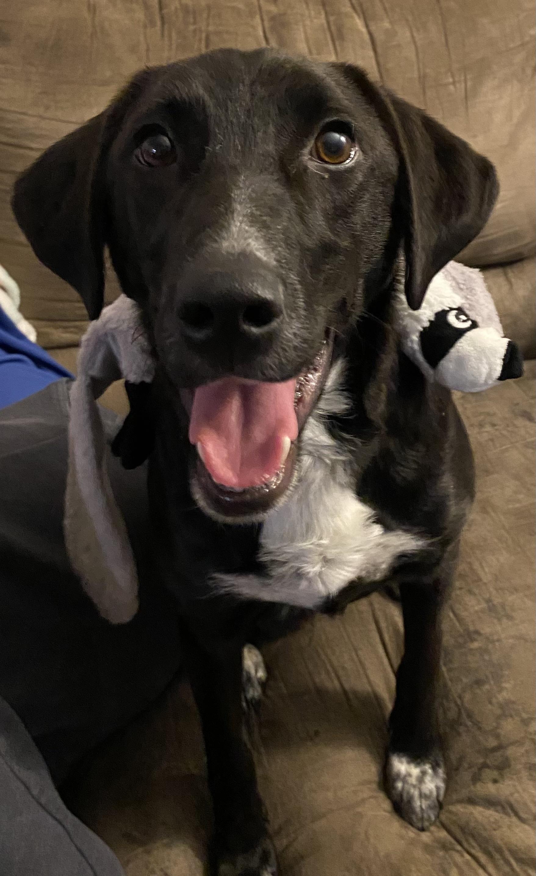 Enlarge Scout, an adopted mixed breed in Seville, OH image 3/5