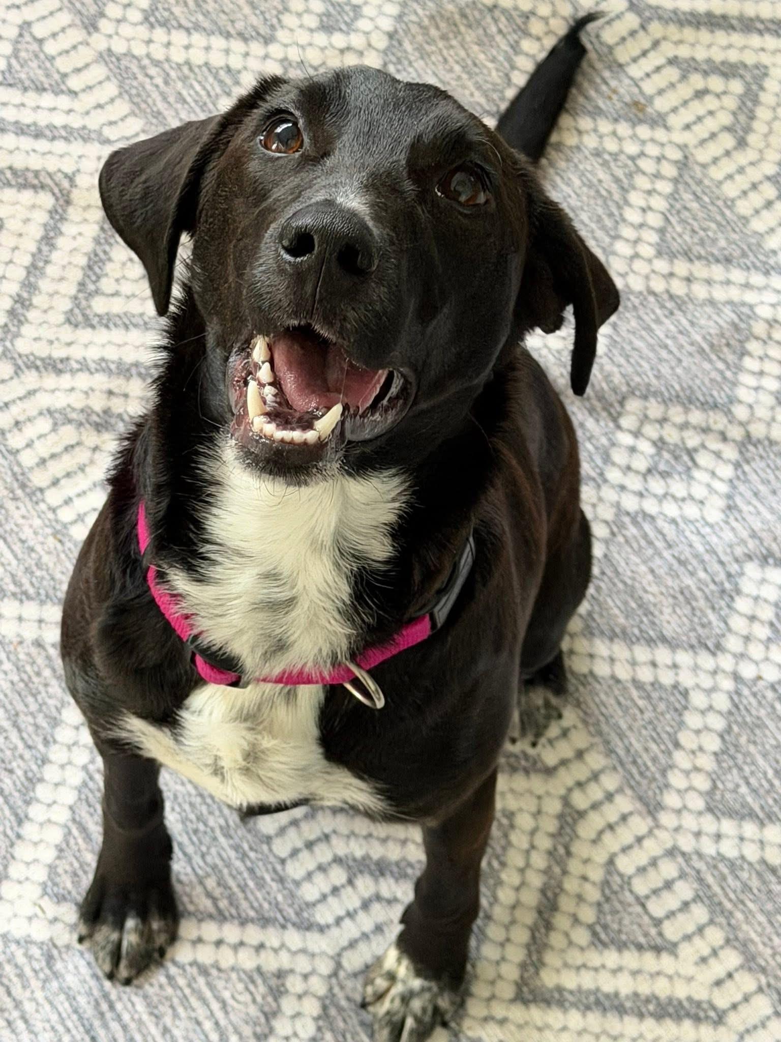 Enlarge Scout, an adopted mixed breed in Seville, OH image 1/5