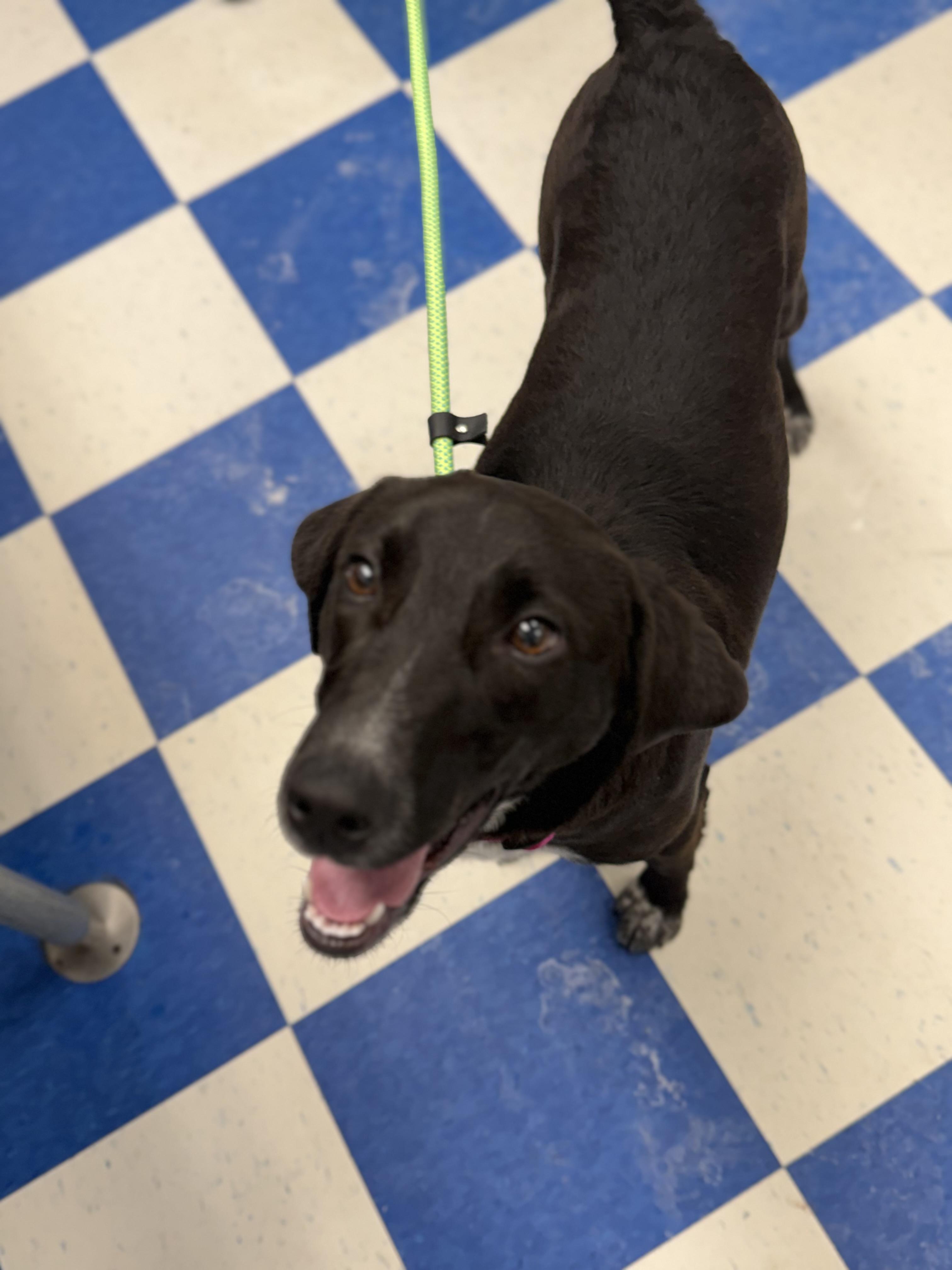 Enlarge Scout, an adopted mixed breed in Seville, OH image 5/5