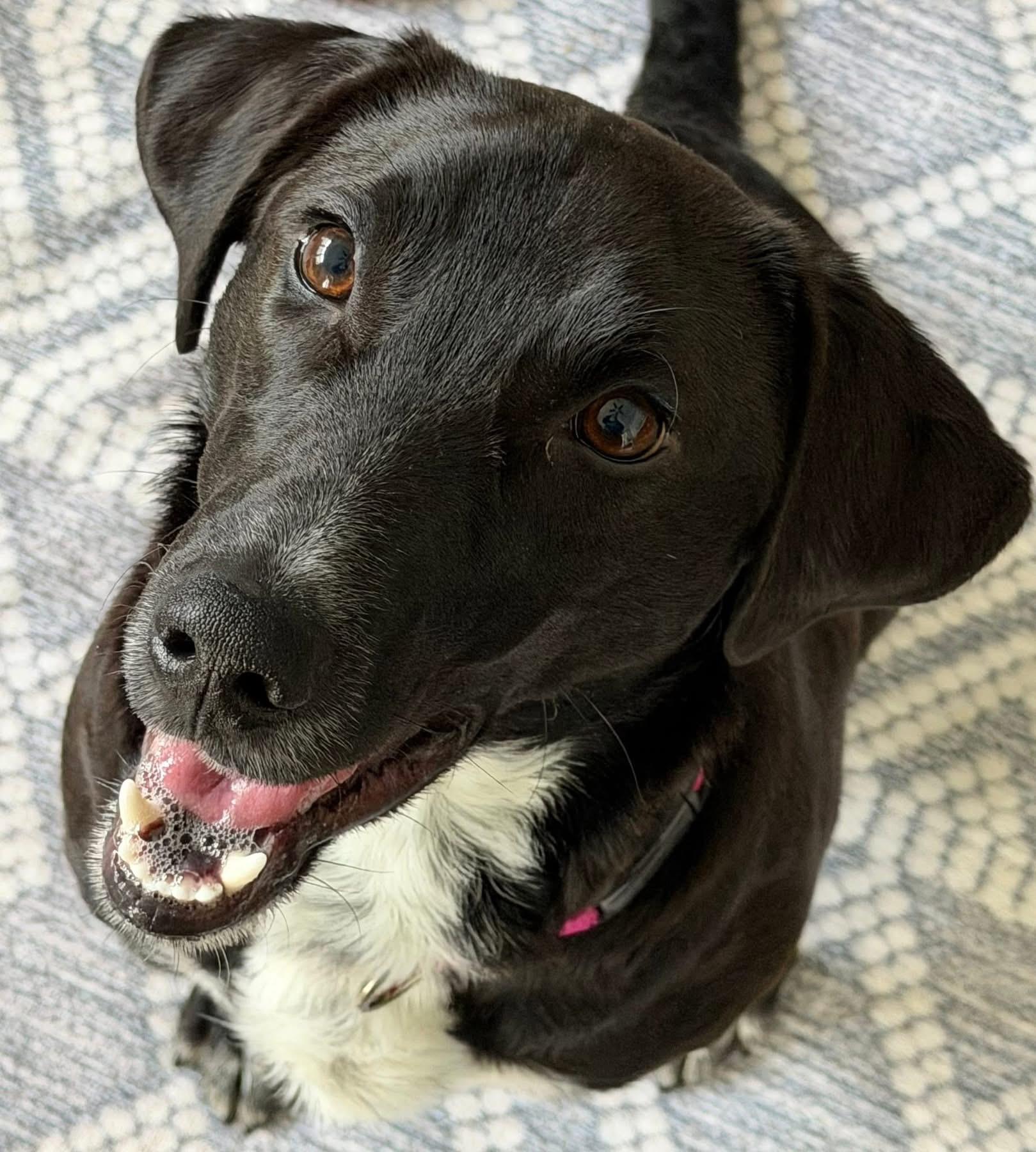 Enlarge Scout, an adopted mixed breed in Seville, OH image 2/5