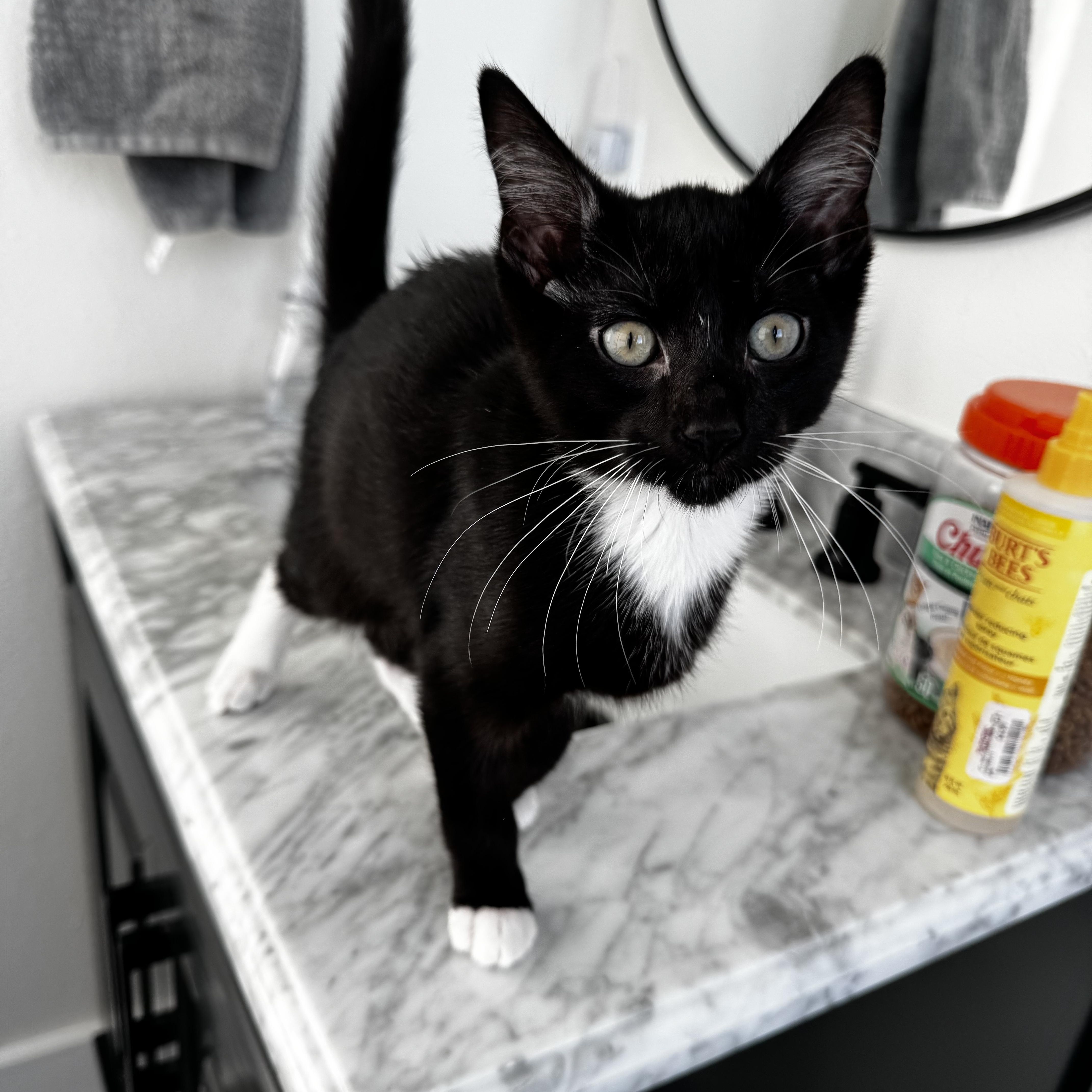 BOGO, a Adopted mixed breed in St Petersburg, FL image 3/4