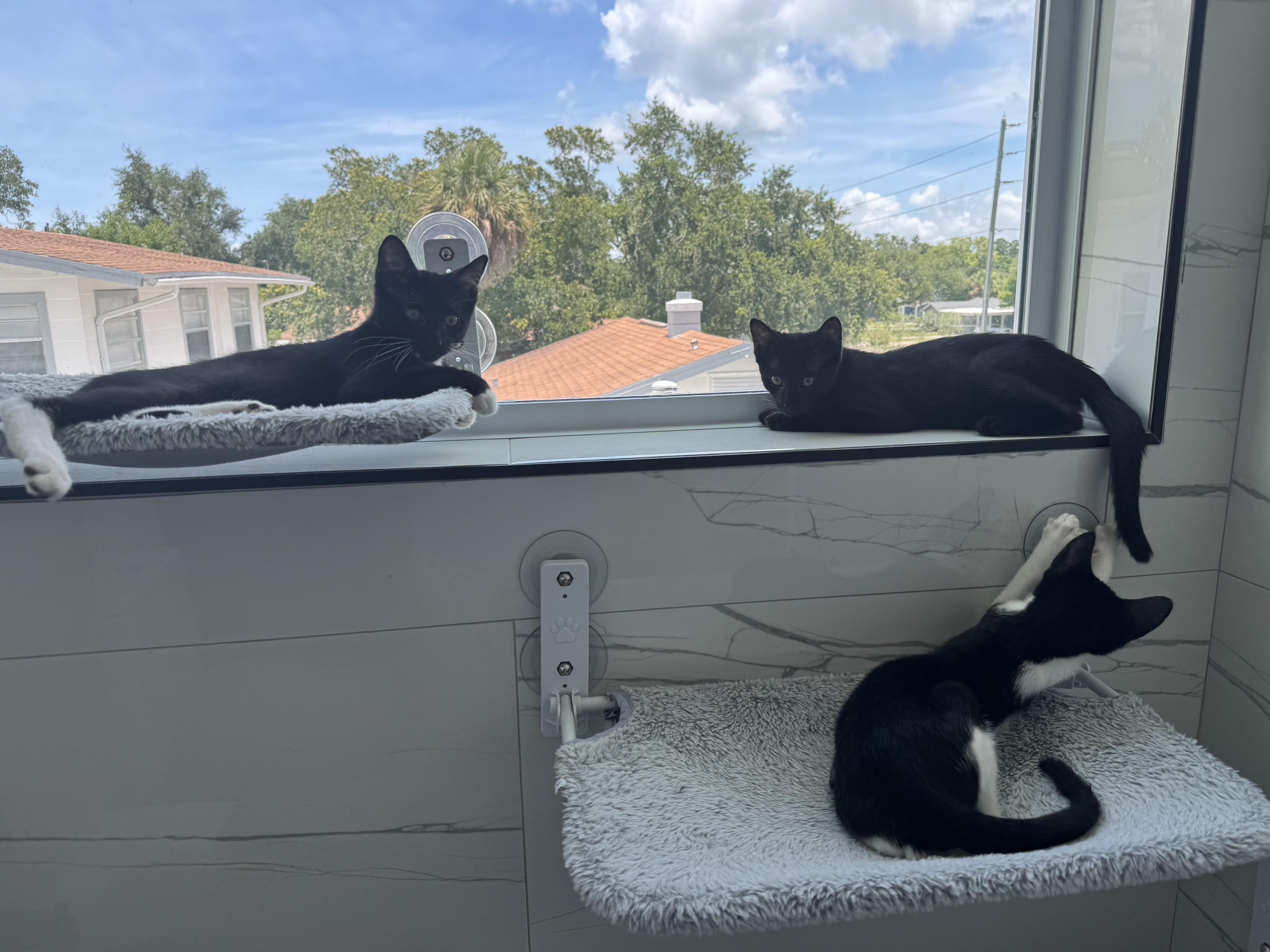 BOGO, a Adopted mixed breed in St Petersburg, FL image 4/4