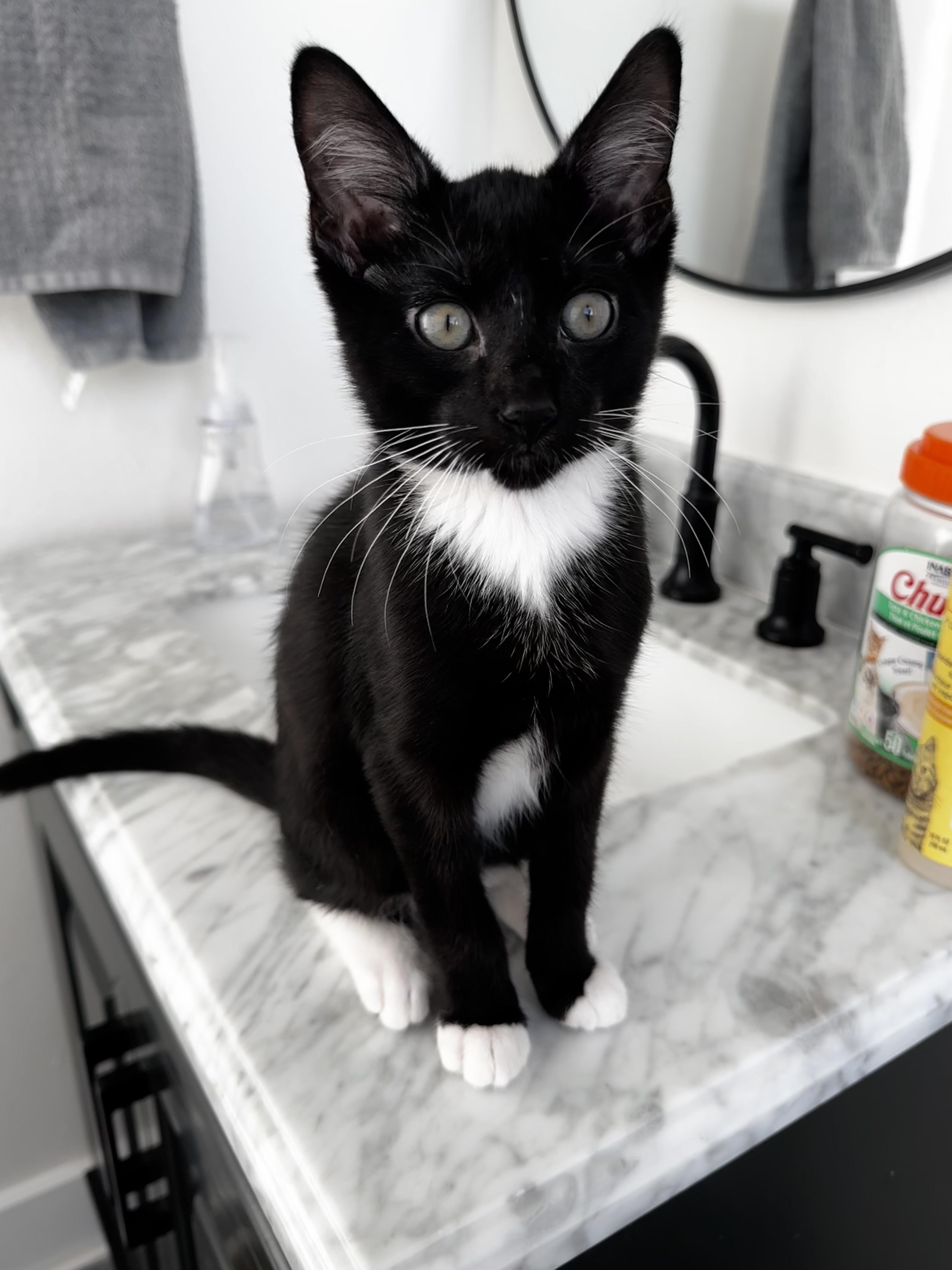 BOGO, a Adopted mixed breed in St Petersburg, FL image 2/4