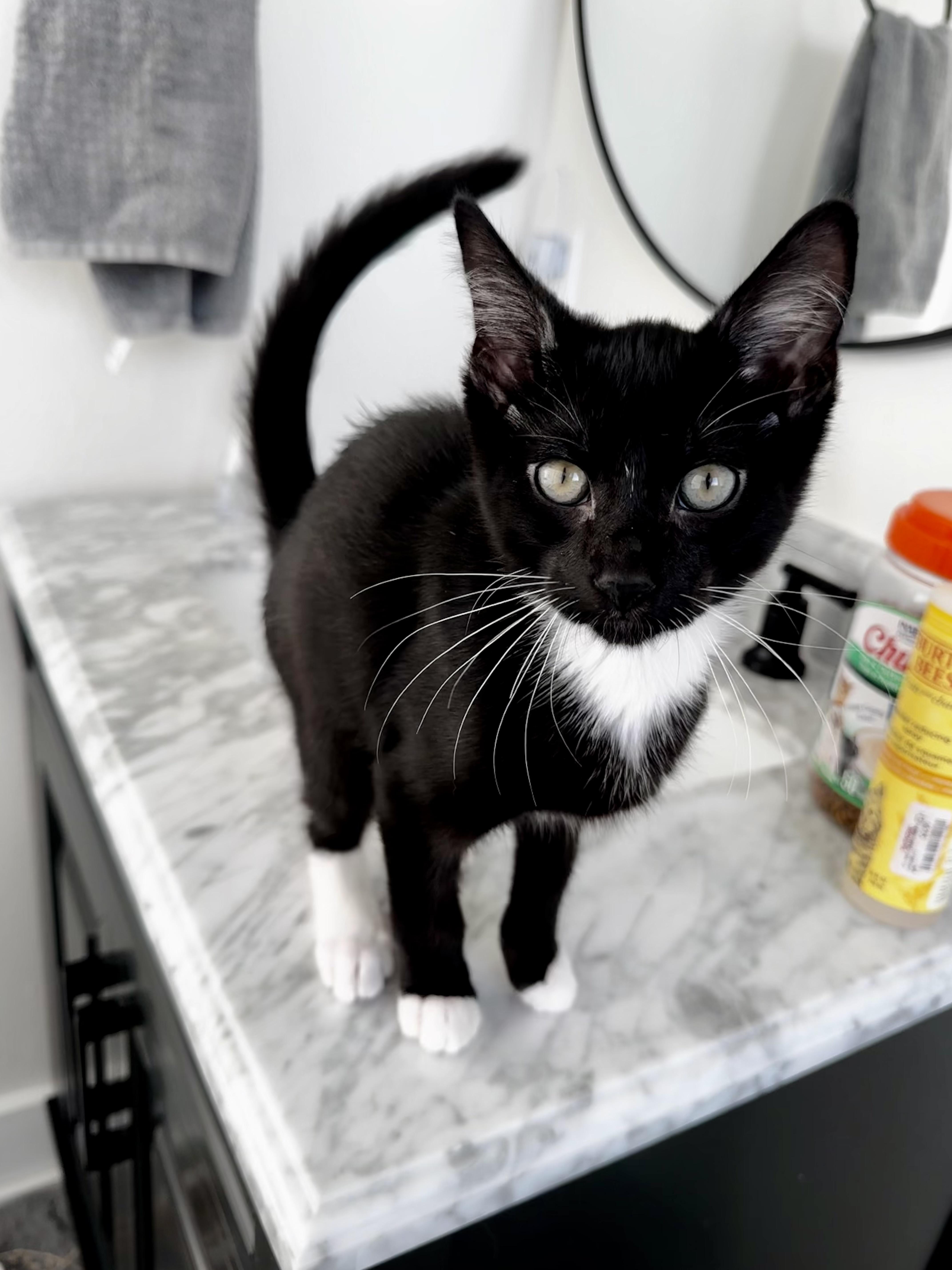 BOGO, a Adopted mixed breed in St Petersburg, FL image 1/4