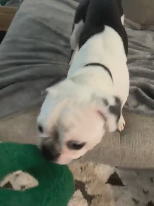 Enlarge Anabel, a Adopted mixed breed in Austin, TX video 5/9